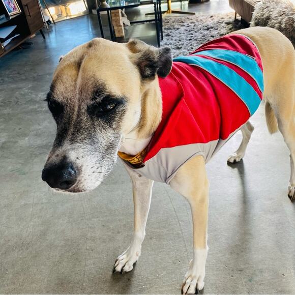 Red Blue Striped Grey Velcro Rain Coat Jacket Lined Leash Hole Collar Dog Puppy - Picture 11 of 11